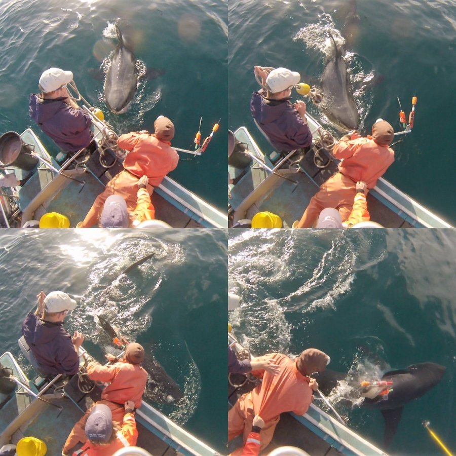 Camera tagging a white shark