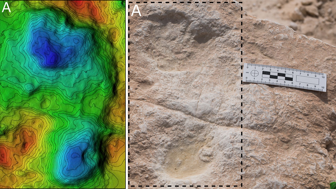 Ancient human footprints discovered in the Arabian Peninsula.
