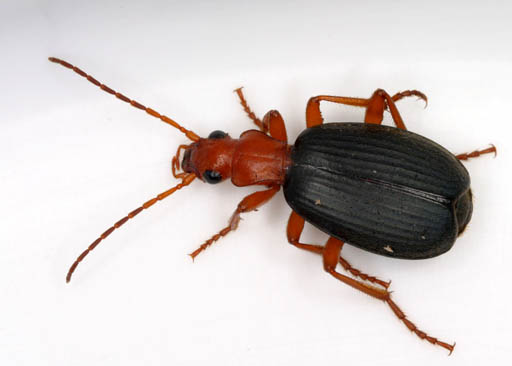 Bombardier Beetle, Brachininae sp., Orange County, North Carolina, United States. Length 13 mm.
