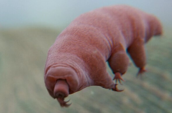 A tardigrade