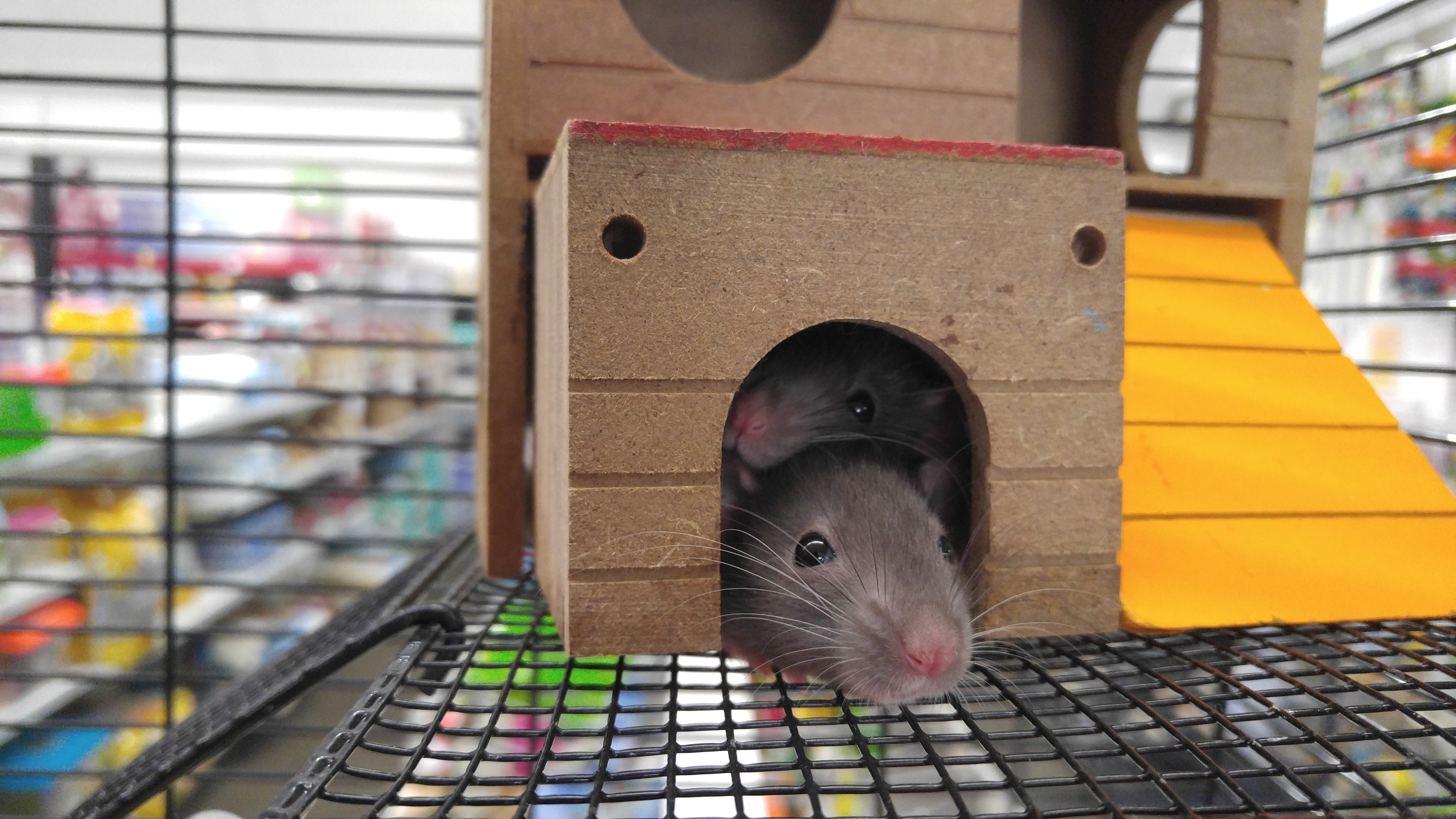Rats in a cage