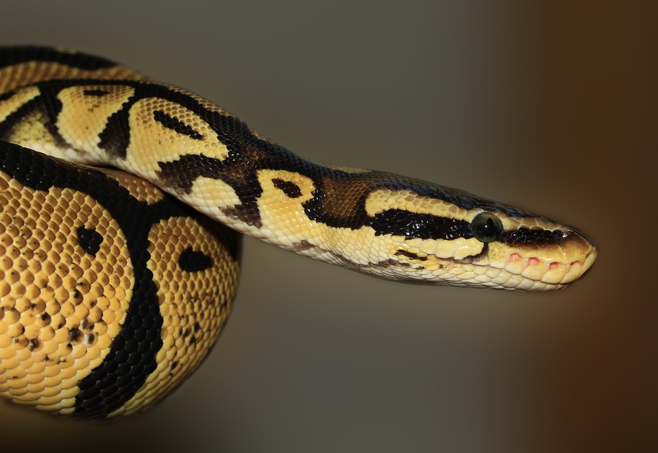 Python in Wild