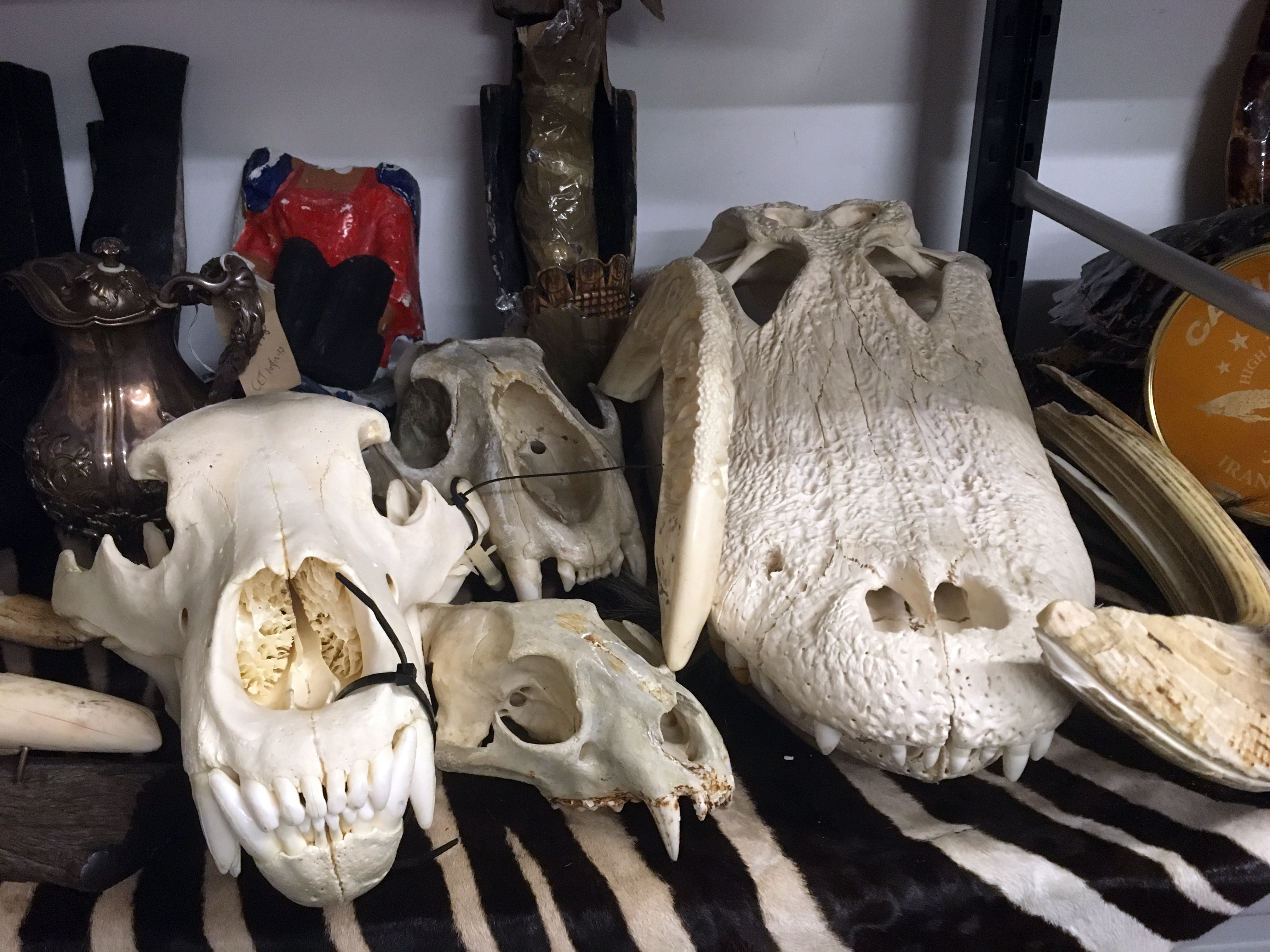 在希思罗机场查获爬行动物皮和头骨。