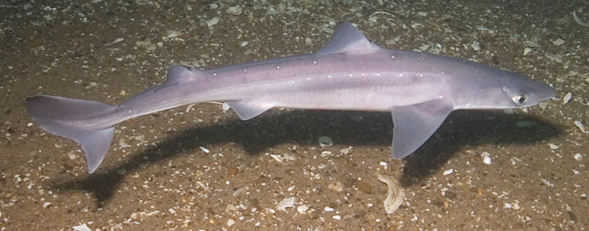 Spiny dogfish (Squalus acanthias)