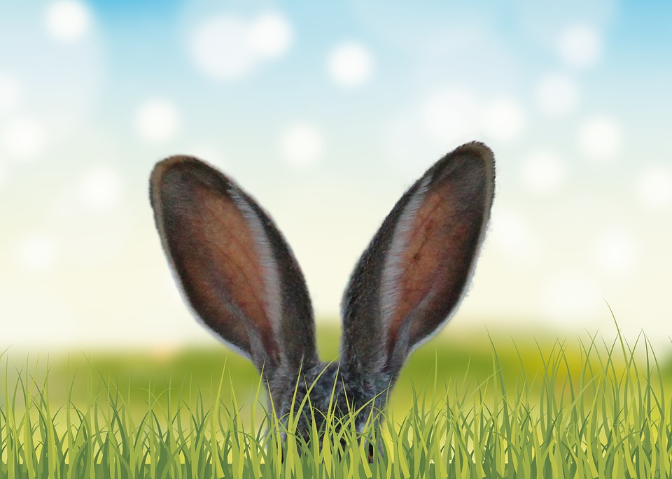 Rabbit's ears in long grass