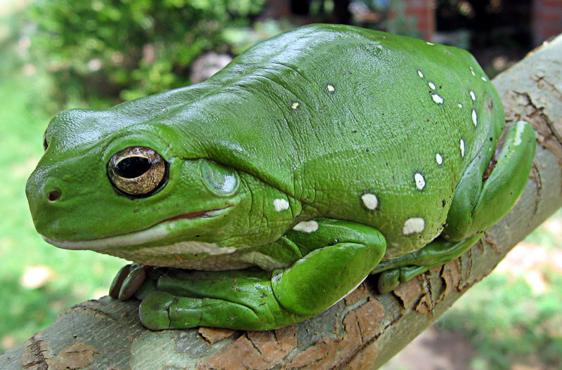 澳大利亚绿树蛙