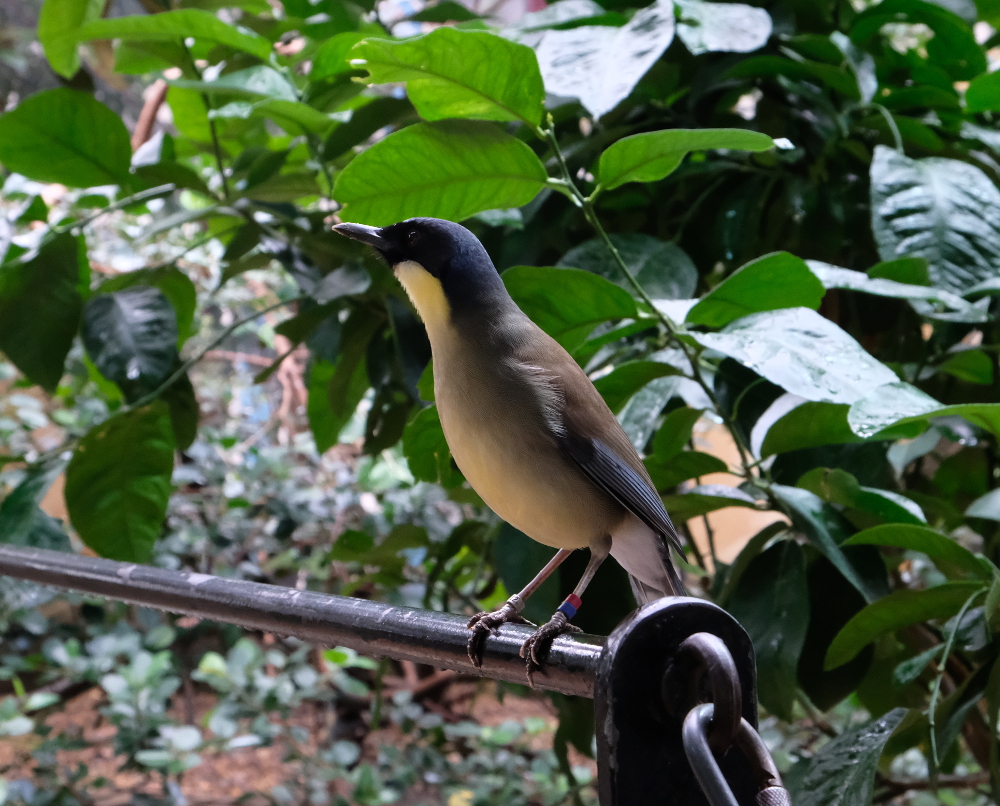 Blue Crowned laughing thrush