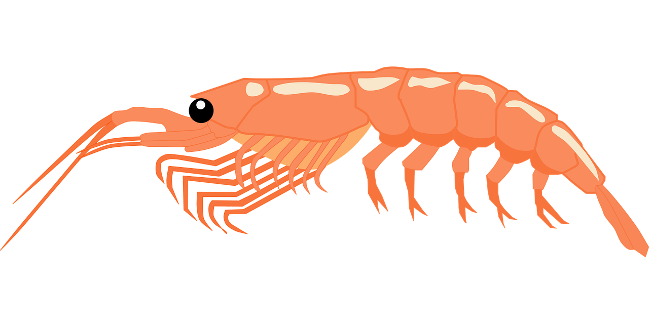 A cartoon shrimp