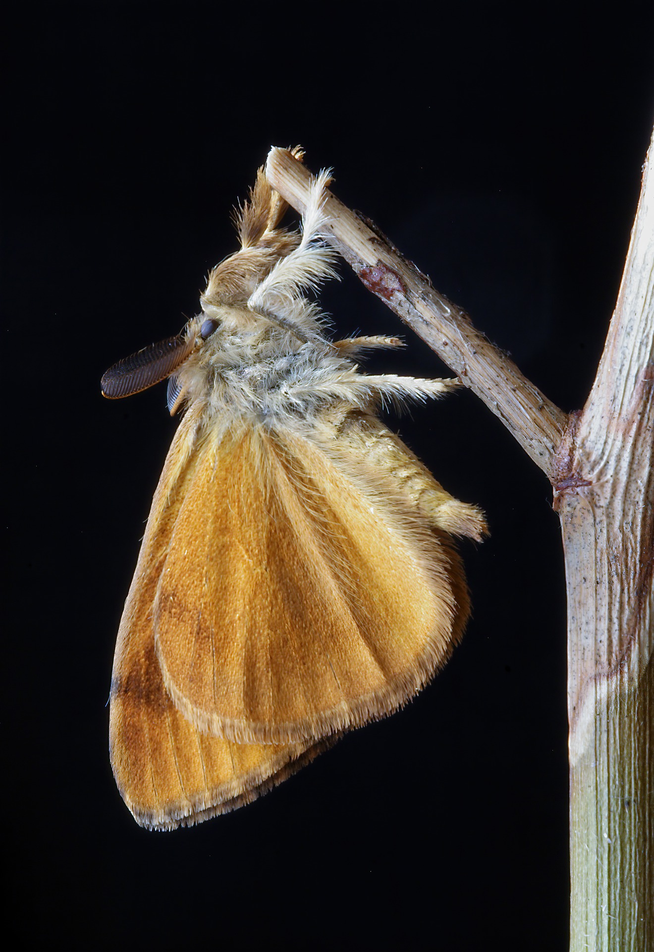 A moth hanging from a twig.