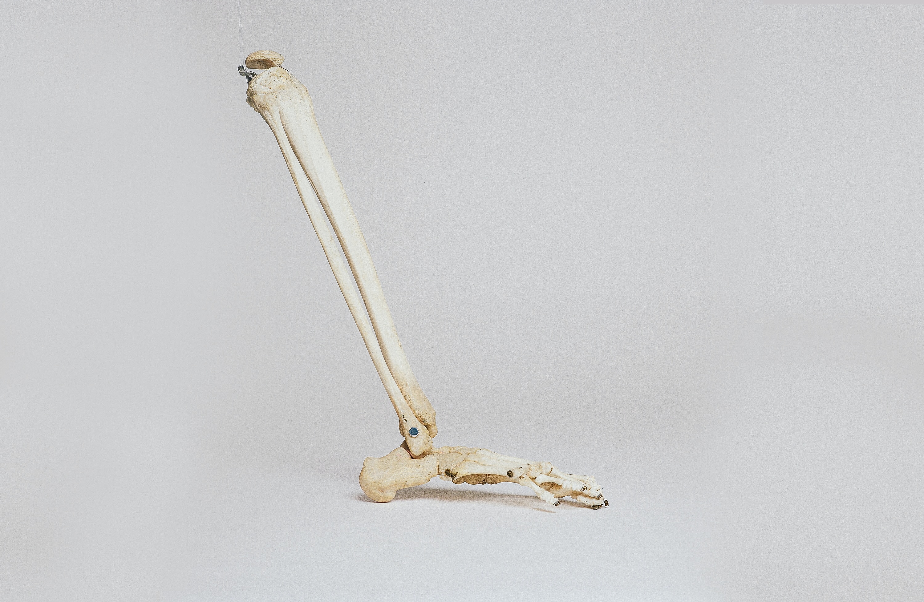Foot skeleton