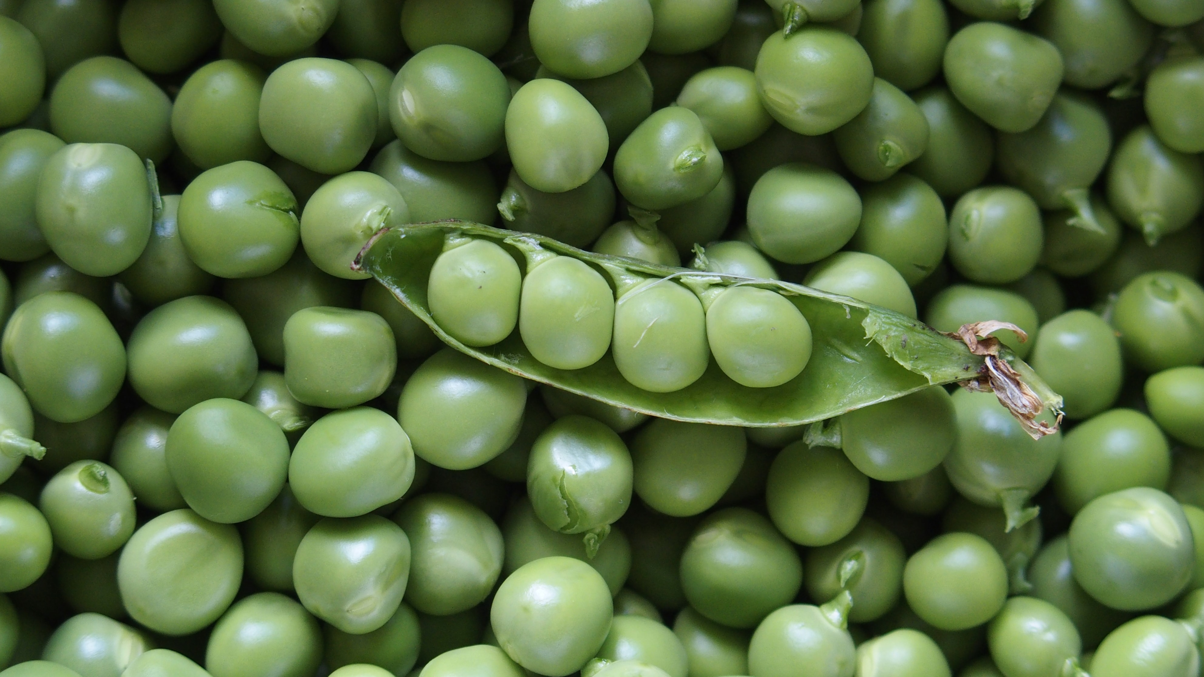 Peas in a pod on a bed of peas