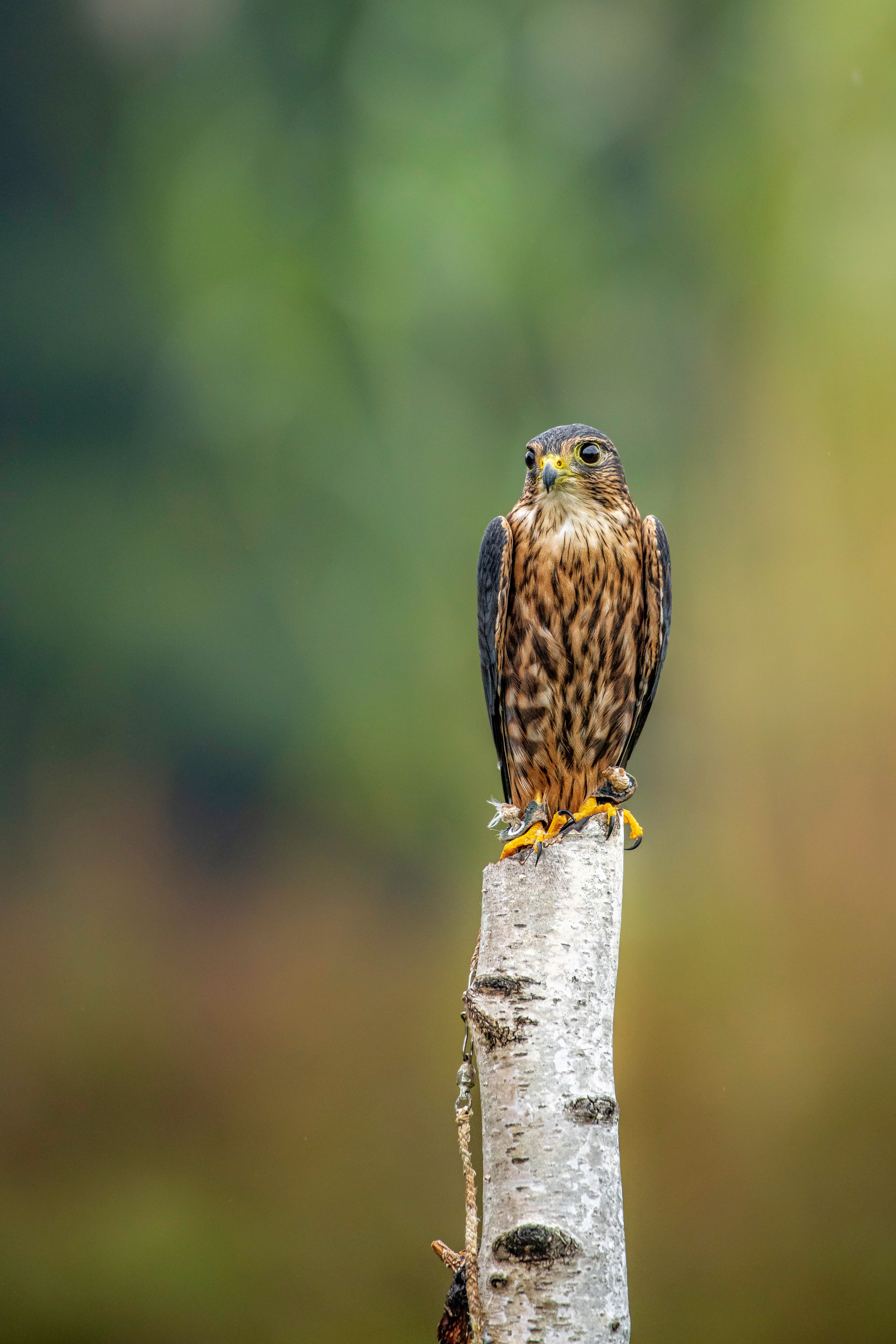 A merlin falcon perched on a tree stump