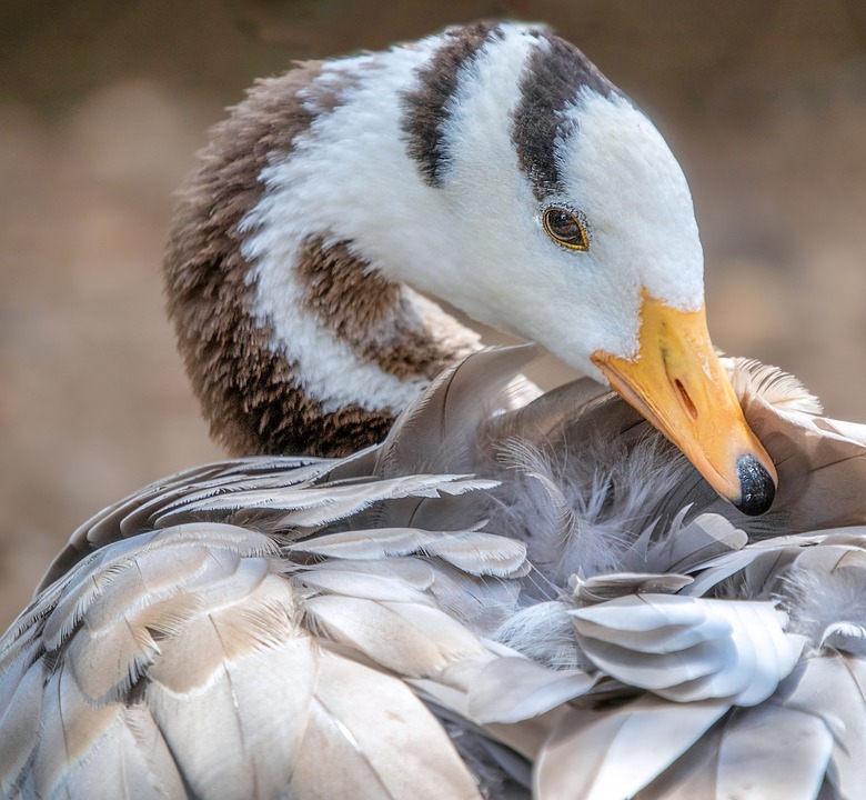 A bar-headed goose