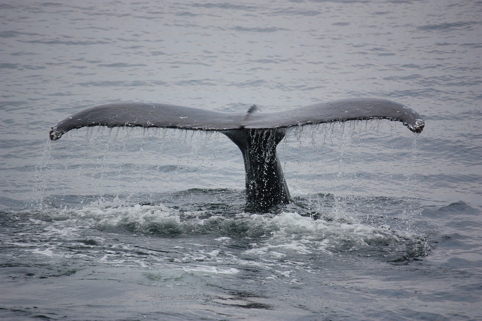露出水面的鲸鱼尾巴