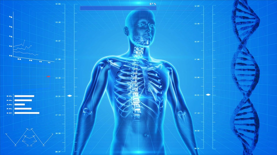 住在猪圈里lised human torso showing skeleton with DNA to side