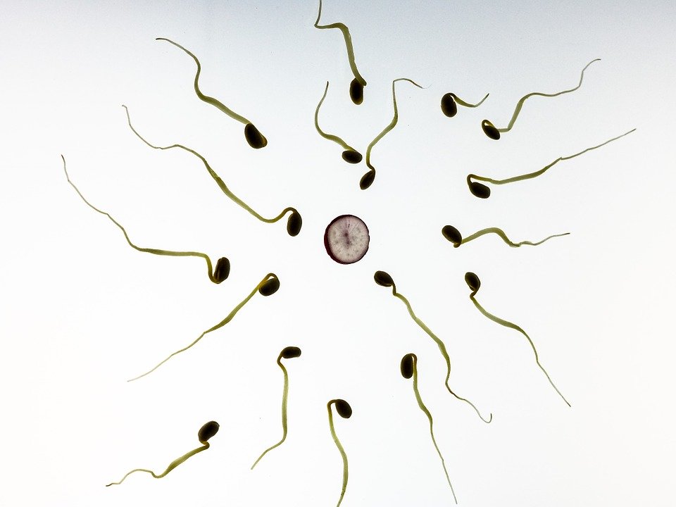 包围卵细胞的精子