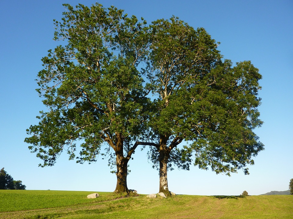 Two ash trees in a park