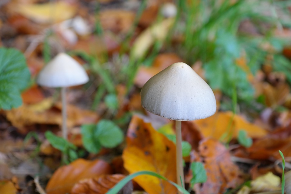 Psilocybe semilanceata, commonly known as the liberty cap, is a psilocybin or 
