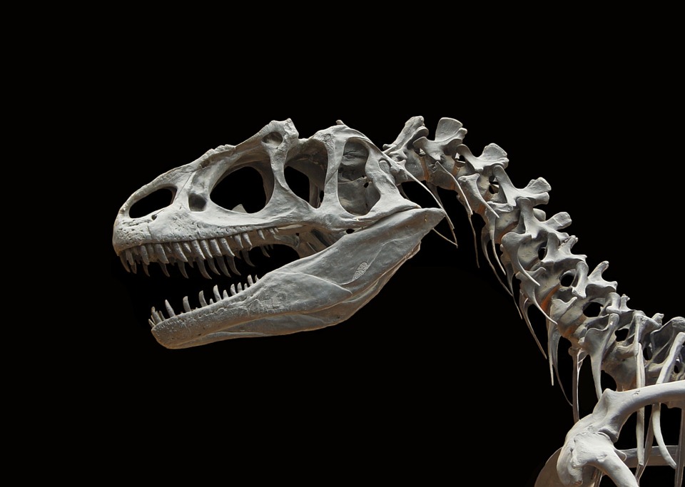 食肉恐龙的头骨。
