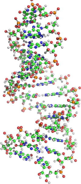人类GluR-B R/G前体mrna中心区域的核磁共振结构，来自蛋白质数据库ID 1ysv