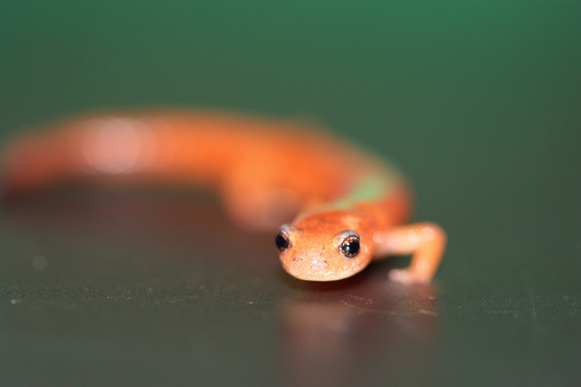 Red-backed Salamander from the tetrapods' species.