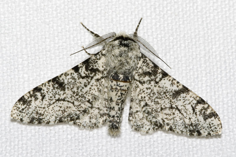The light Peppered Moth (Biston betularia).