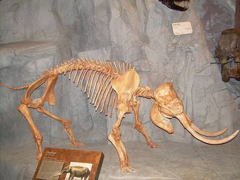 一种化石的侏儒的照片Elephas skeleton taken at the North American Museum of Ancient Life.