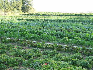 加州Capay的有机农场中混合蔬菜的有机栽培。