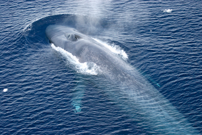 南极蓝鲸