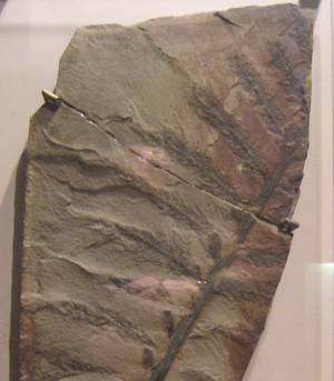 冬眠始祖鸟化石标本，美国华盛顿特区史密森学会国家自然历史博物馆。