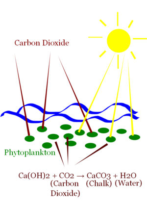 浮游植物捕获碳