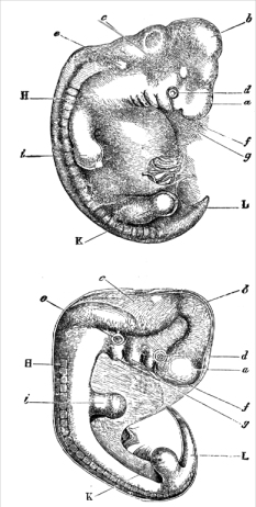 描绘人类胚胎(上)和狗胚胎(下)相似外观的木刻，出自查尔斯·达尔文的《人类的起源》(1871年)。