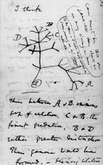 达尔文笔记中的一页，展示了一棵进化树