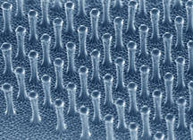 壁虎胶带1厘米截面的扫描电子显微镜图像
