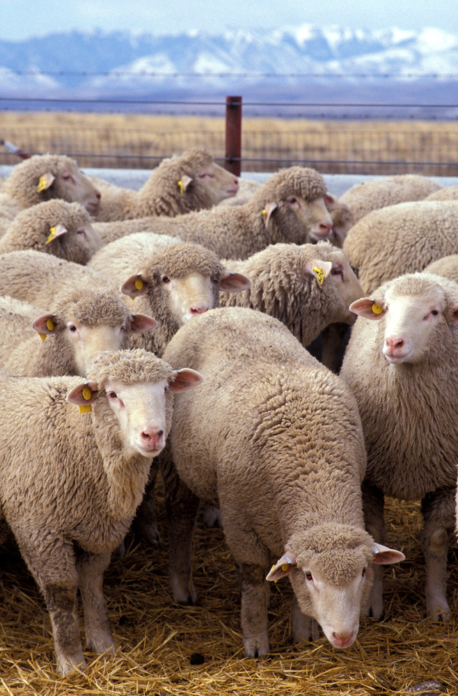 Flock of sheep. These particular sheep belong to a research flock at the US Sheep Experiment Station, Idaho