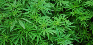 大麻植物