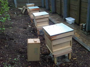 城市养蜂-蜂箱