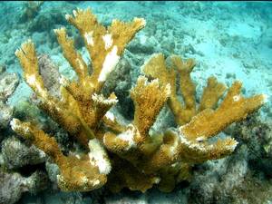鹿角珊瑚的白痘病