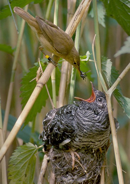 A Reed Warbler feeding a Common Cuckoo