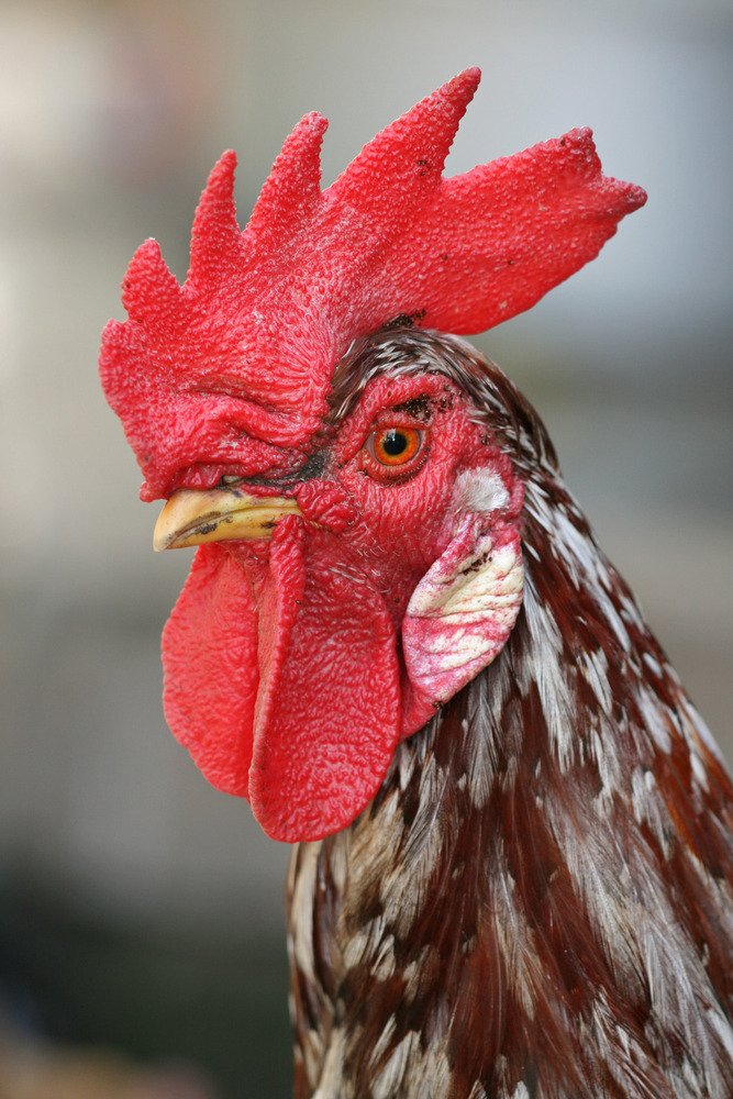 雄鸡是一只成年雄性鸡，它的头上有一个突出的肉质鸡冠，叫做鸡冠，喙下两侧悬挂的皮肤瓣叫做鸡冠。