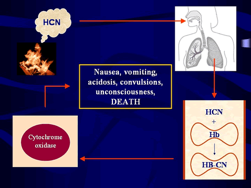 图1:氰化物在体内的影响。氰化氢气体(HCN)被吸入并锁定在血红蛋白上，血红蛋白是红细胞中携带氧气的分子(右下)。然后，它通过血液分布到全身的细胞中，在那里它与一种叫做细胞色素氧化酶的重要代谢酶(左下)结合，阻止细胞利用氧气产生能量。这样，氰化物就能有效地使人体窒息。