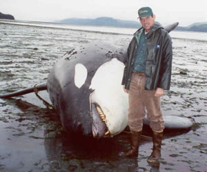 布鲁斯·赖特和一头死虎鲸