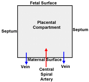 数字4 - Simplified mathematical model of the placenta examining two-dimensional blood flow within a compartment filled with a porous medium.