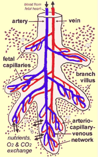 数字2 - The structure of a villus tree. Image © Carolyn Salafia and Elizabeth Maas - reproduced with permission.