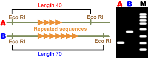 在基因组的非编码区，DNA序列经常重复，从而产生所谓的VNTRs -可变数目串联重复序列。这些可以用来产生基因指纹。