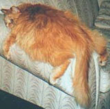 Fat_lazy_cat_photo