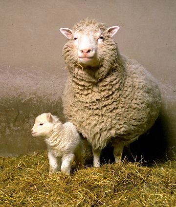 绵羊多莉和她的第一只出生的小羊羔，名叫邦妮。