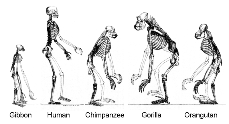 进化，猿类骨骼。长臂猿现在以自然大小显示。