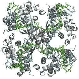 图3:与大肠杆菌RuvA四聚体结合的Holliday结DNA的晶体结构。Holliday结DNA是一种DNA重组的通用中间体。- Ariyoshi et al. (2000) PNAS 97, 8257-8262;PDB代码1c7y)。图片由Kenji Mizuguchi博士提供。