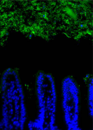 肠道细菌(绿色)与上皮表面(蓝色)保持一定距离。